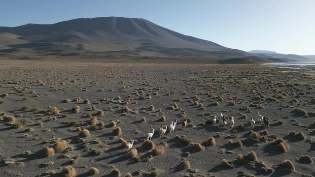 Group of Alpacas Walk in the Andean Bolivian Desert Laguna Colorada Aerial Drone above Animals and Altiplano Natural Fauna Reserve