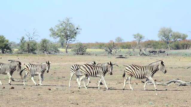 Plains Zebra (Equus quagga burchellii ) small group  walking in line, side view