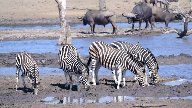 Plains Zebra (Equus quagga burchellii ) small group  drinking from a muddy pool, some Cape buffalo in the background