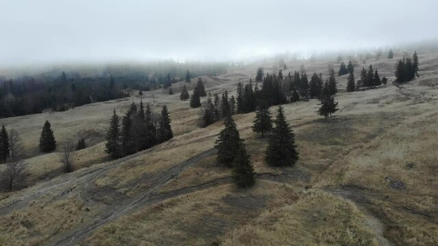 Fir Trees On The Misty Mountains Near Countryside. Static Shot