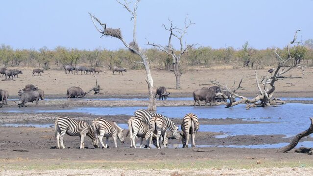 Plains Zebra (Equus quagga burchellii ) small group  drinking from a small pond, some Cape buffalo in the background