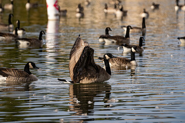 Canada goose trying his wings