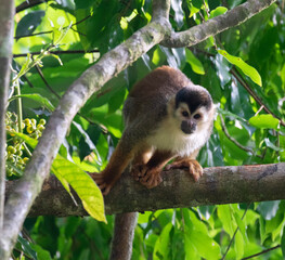 The portrait of  squirrel monkey, Corcovado National Park, Costa Rica