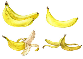 watercolor drawing yellow bananas , fruits isolated at white background, hand drawn illustration
