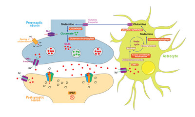 GABA-Glutamate-glutamine cycle [Astrocytes and neurons]