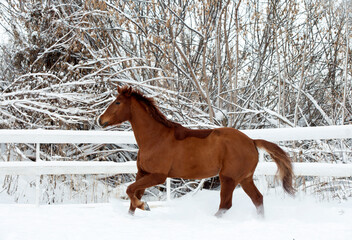 Sorrel  horse runs gallop in winter farm