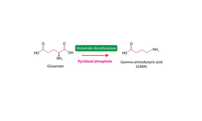 Glutamate to GABA [enzymatic reaction]