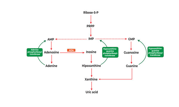 Salvage pathway [purines]
