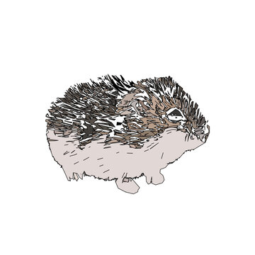 colored sketch of a mouse with a transparent background