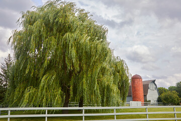 Large willow tree behind a painted fence with a barn and silo in the background in central...