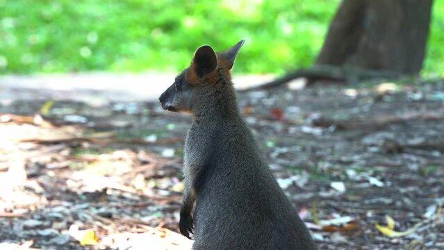 Close up shot of a red-necked wallaby or Bennett's wallaby, notamacropus rufogriseus with tawny grey body spotted standing still, with its ears moving around, hearing the surrounding sounds.