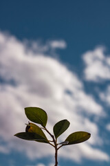 Green Plant in the sky
