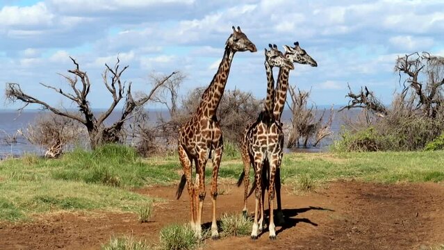Three beautiful giraffes standing and sunbathing in Lake Manyara in Arusha North region, Tanzania.