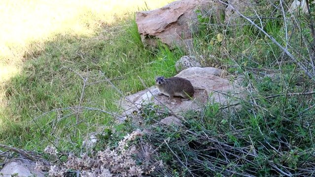 Rock Hyrax standing on a stone in the African savannah looking at the camera