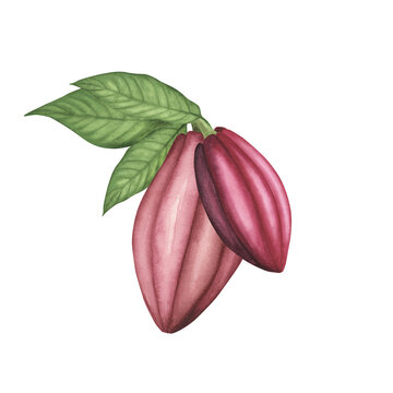 Ripe Ruby Cocoa pod with beans isolated on white. Watercolor Hand drawing Illustration for chocolate packaging, poster