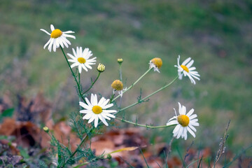 White chamomiles on a green lawn in summer