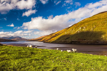 Sheep grazing in the hills along Killary fjord in Connemara, Ireland