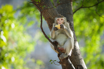 Portrait, alone Monkey or Macaca sit alone on the tree and eye contact, it hungry and enjoys eating corn delicious, happy in the natural tropical forest. Leave a blank and space for banner text entry.