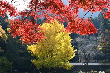 Autumn scenery of Mitake gorge (Red maple leaves and yellow ginkgo leaves ), Mitake gorge, Ome, Tokyo, Japan.
