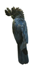 Cutout of an isolated single Australian Red-tailed Black Cockatoo bird or Calyptorhynchus banksii...