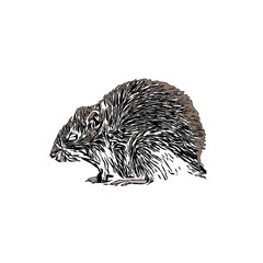 colored sketch of a mouse with a transparent background