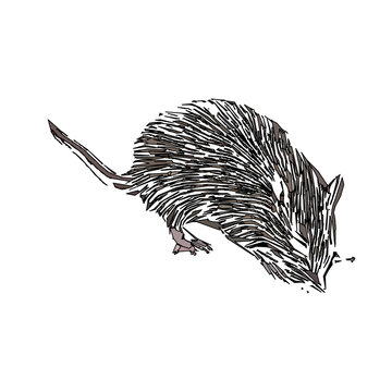 colored sketch of a mouse with a transparent background