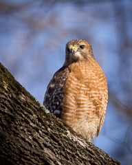 Close-up photo of a beautiful Red-shouldered Hawk keeping a watchful eye on its territory while perched on a brown tree branch. Soft blue de-focused blue background.