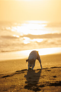 夕日の染まる湘南海岸で遊ぶ犬