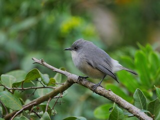 Zosterops borbonicus - Reunion grey white-eye bird perching on branch 