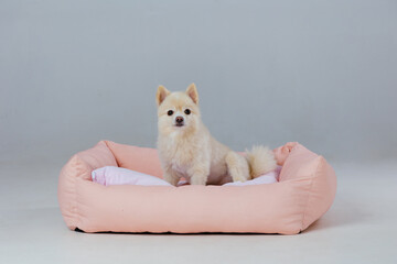 Adorable pomeranian in dog bed