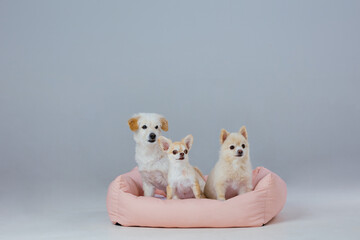 Adorable dogs in dog bed