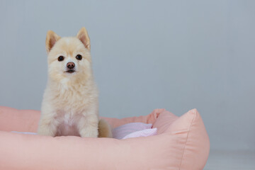 Adorable pomeranian in dog bed