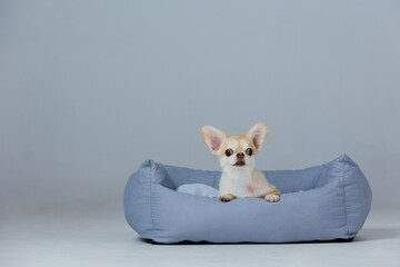 Adorable chihuahua in dog bed