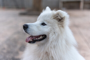 Cute domestic white Samoyed dog sitting on walkway with open mouth against blurred background