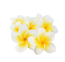 Obraz na płótnie Canvas beautiful white plumeria rubra flower isolated on transparen png.