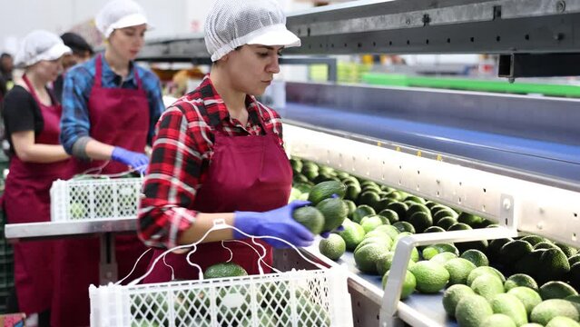 Skilled Hispanic female worker of fruit processing factory checking fresh ripe avocados on conveyor belt of sorting production line and packing into boxes
