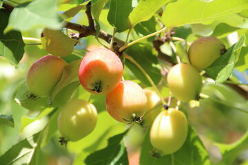 apples on a tree