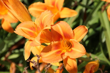 Fototapeta premium orange tiger lily