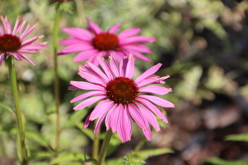 Obraz premium Echinacea Flower