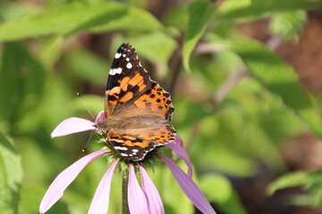 butterfly on flower