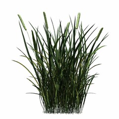 wild field grass, isolated on white background, 3D illustration, cg render