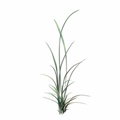 Obraz premium wild field grass, isolated on white background, 3D illustration, cg render