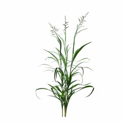 Fototapeta na wymiar wild field grass, isolated on white background, 3D illustration, cg render