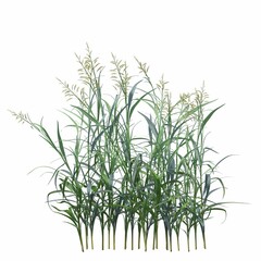 wild field grass, isolated on white background, 3D illustration, cg render