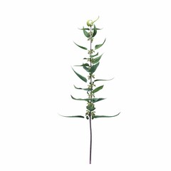 wild field grass, isolated on white background, 3D illustration, cg render