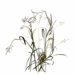 wild field grass, isolated on white background, 3D illustration, cg render