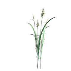 Fototapeta na wymiar wild field grass, isolated on a transparent background, 3D illustration, cg render 