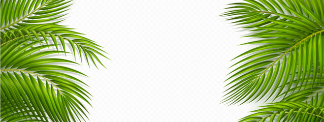 Tropical frame with green palm leaves. Tropical plant branches isolated on transparent background. Summer banner template with border of coconut palm foliage, vector realistic illustration