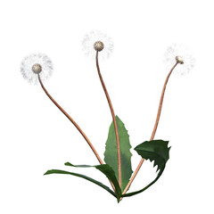 wild field grass, isolated on a transparent background, 3D illustration, cg render
