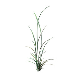 wild field grass, isolated on a transparent background, 3D illustration, cg render
